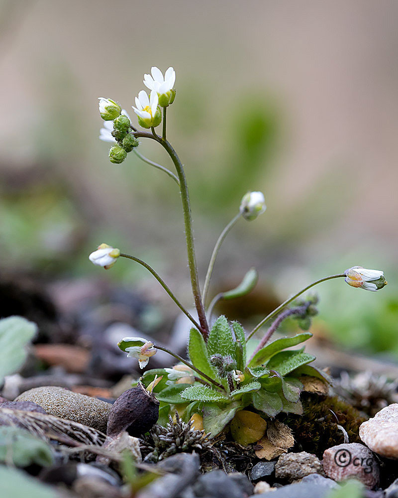 Draba sp., non-native California perennial