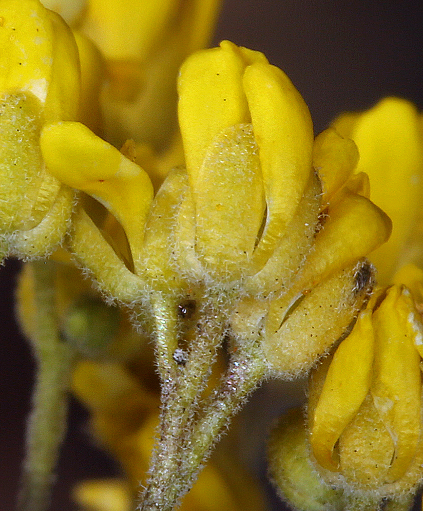 Draba subumbellata (Mound draba), native California herb
