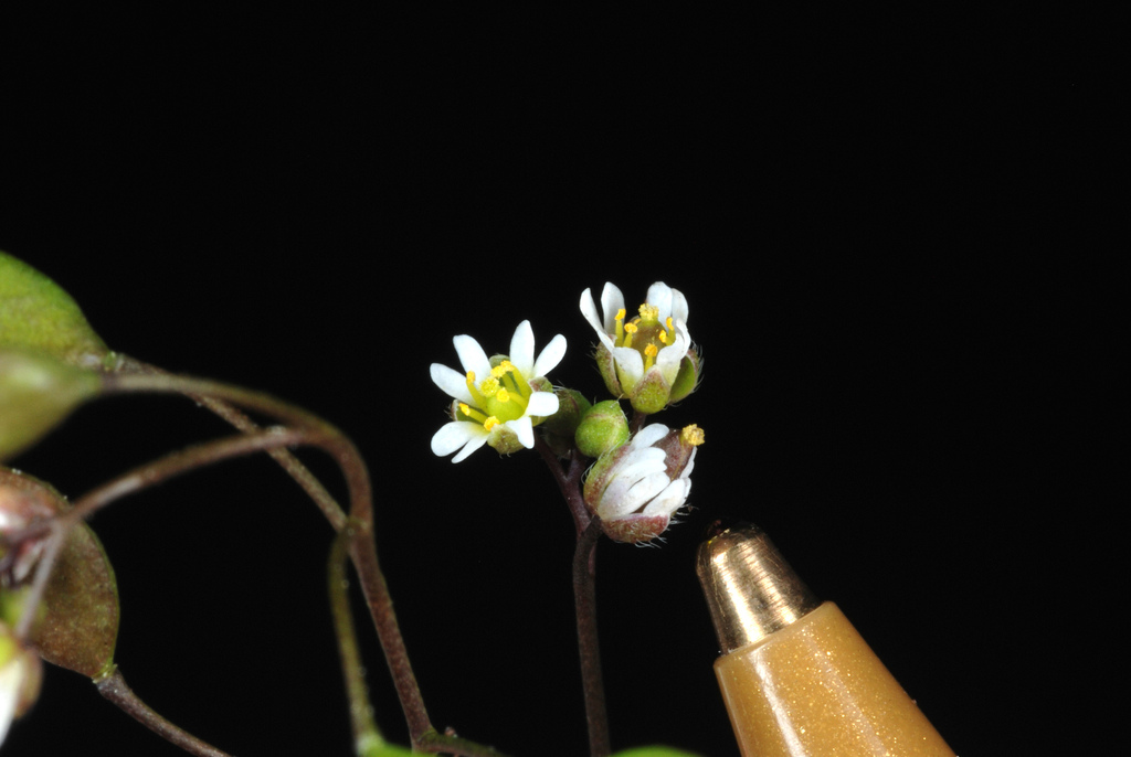 Draba verna (Spring draba), non-native California herb