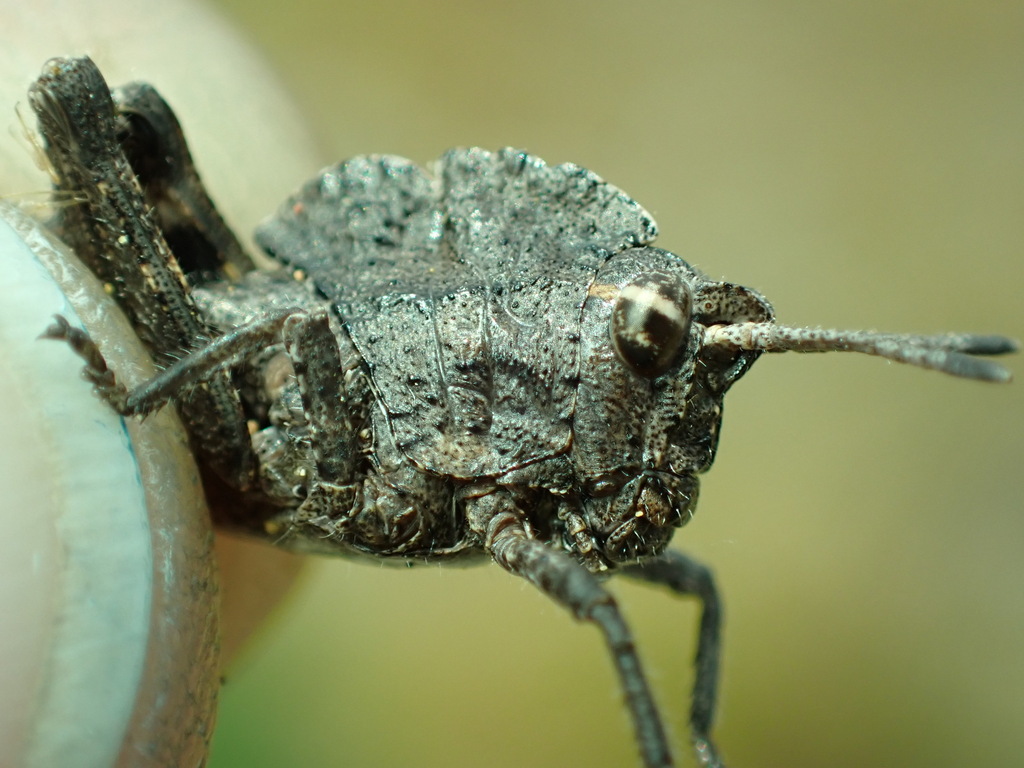 Dracotettix monstrosus (Gray Dragon Lubber), California species