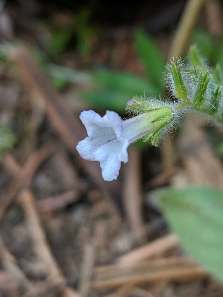 Draperia systyla (Draperia), native California subshrub