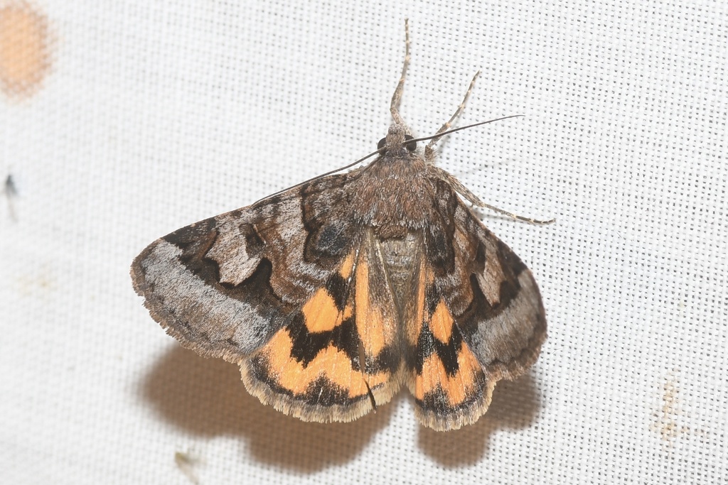 Drasteria adumbrata (Shadowy Arches), California species