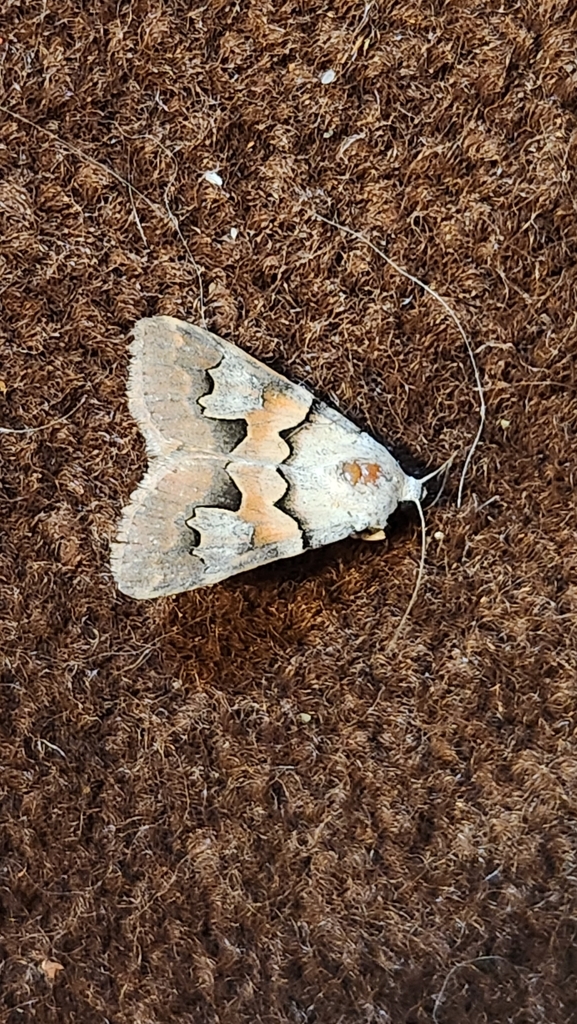 Drasteria biformata, California species