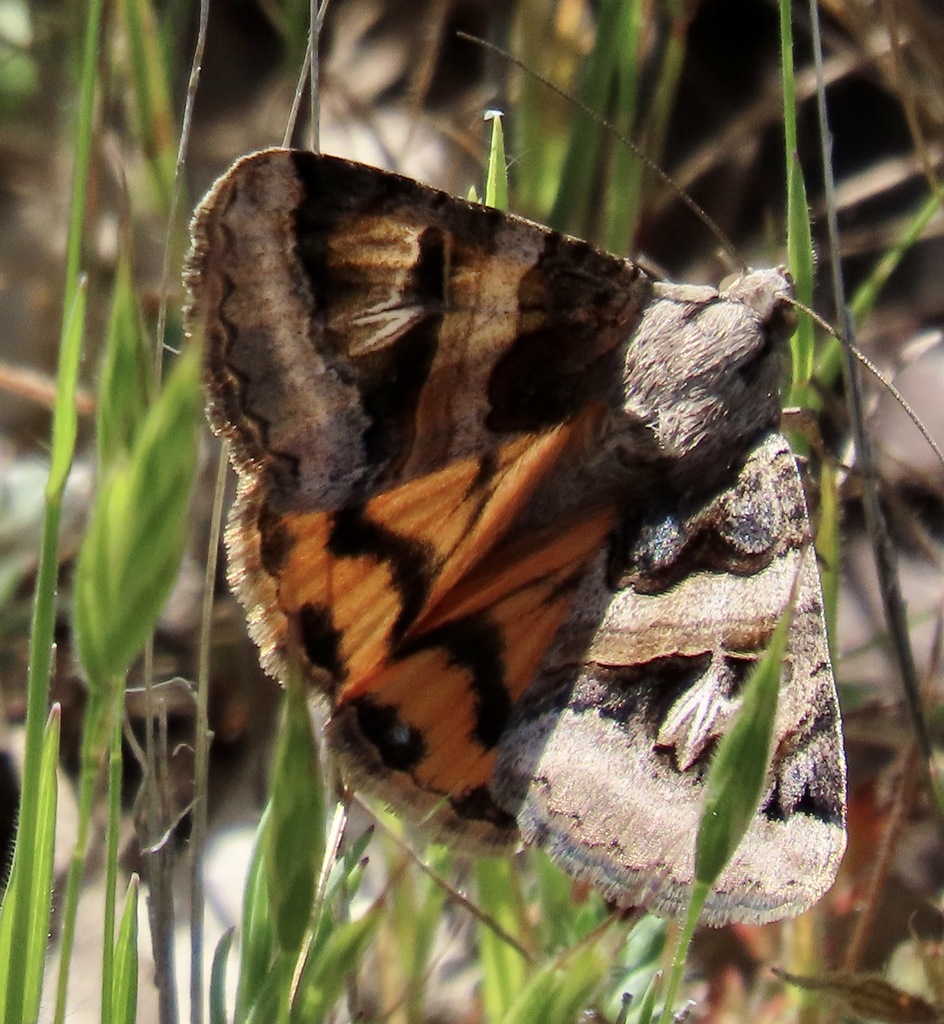 Drasteria divergens, California species