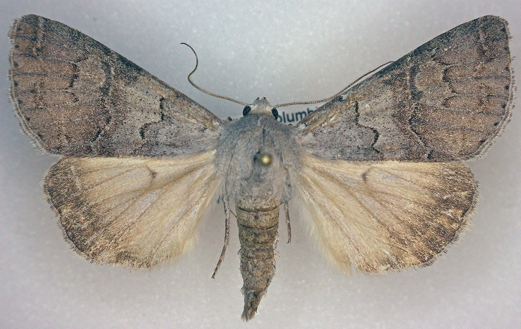 Drasteria stretchi, California species