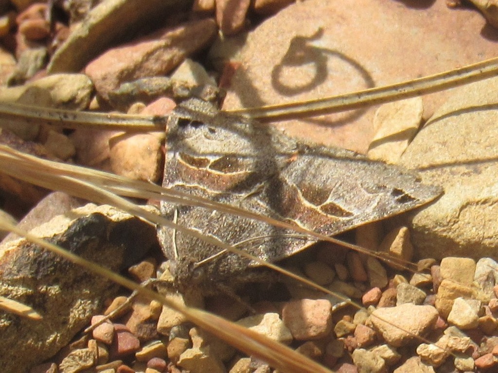 Drasteria edwardsii, California species