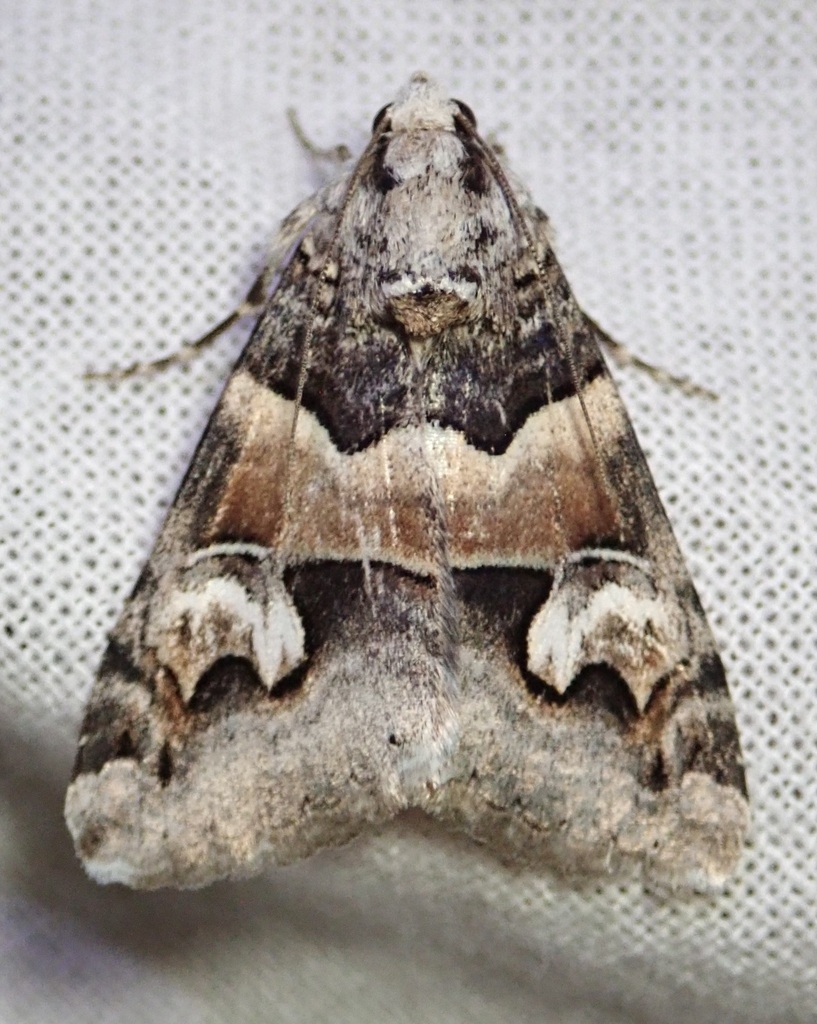 Drasteria fumosa, California species