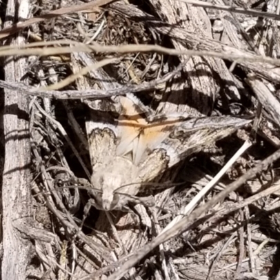 Drasteria howlandii (Howland’s Drasteria), California species