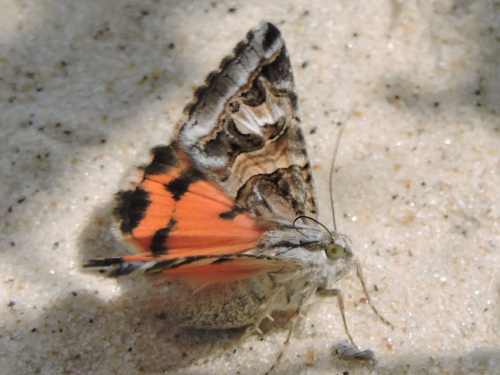 Drasteria mirifica, California species