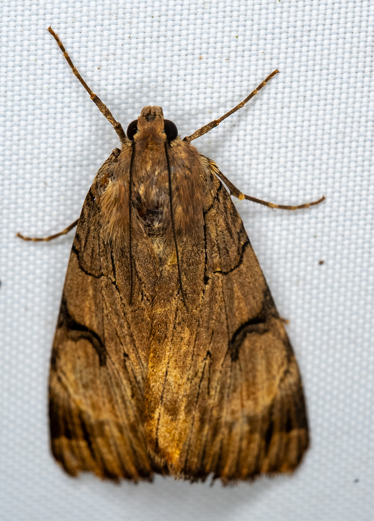 Drasteria ochracea, California species