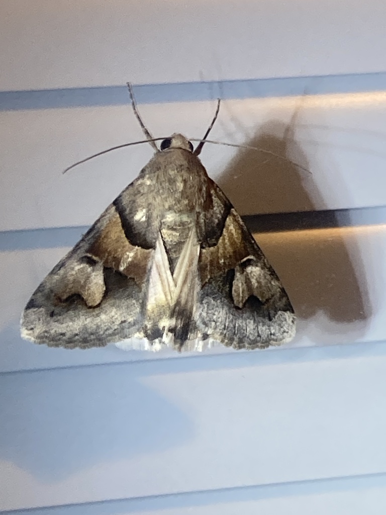 Drasteria pallescens, California species