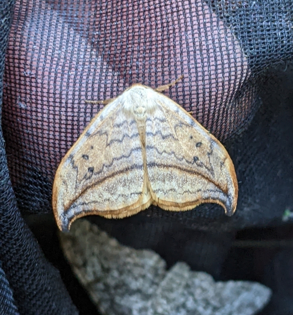 Drepana arcuata (Arched Hooktip), California species