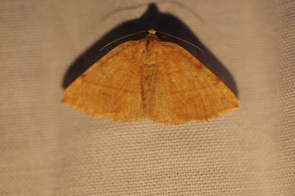 Drepanulatrix bifilata, California species