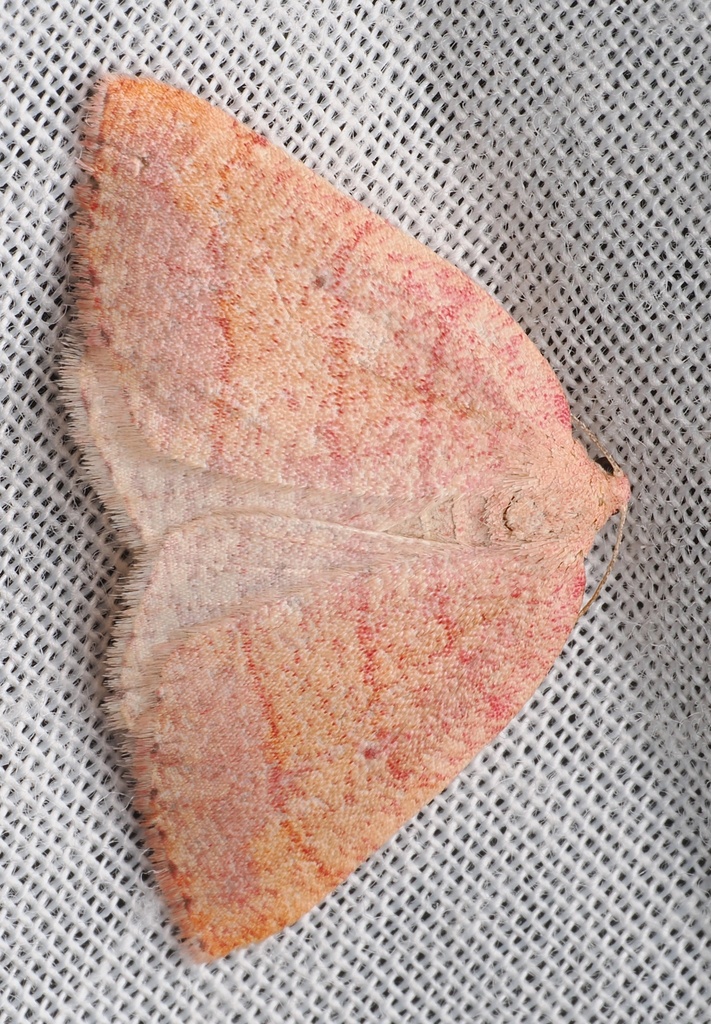 Drepanulatrix carnearia, California species