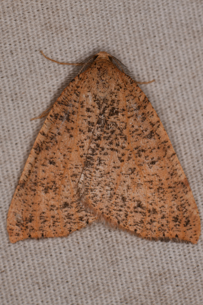 Drepanulatrix falcataria (Scalloped Tan Moth), California species