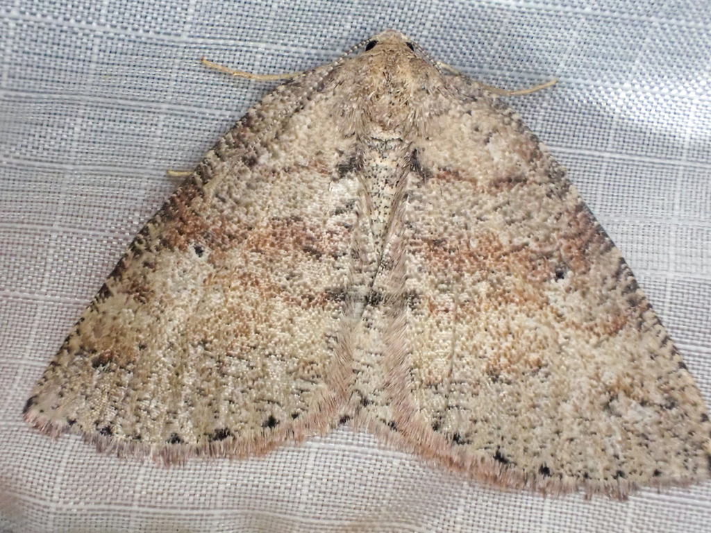 Drepanulatrix foeminaria (Foeminaria Gray Moth), California species