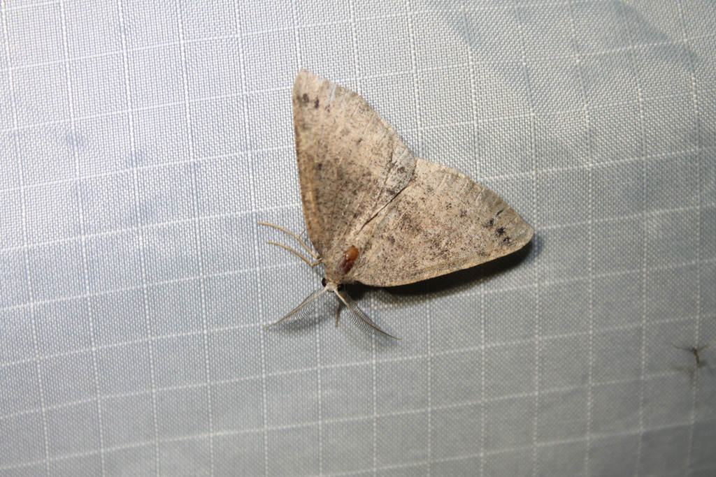 Drepanulatrix hulstii, California species
