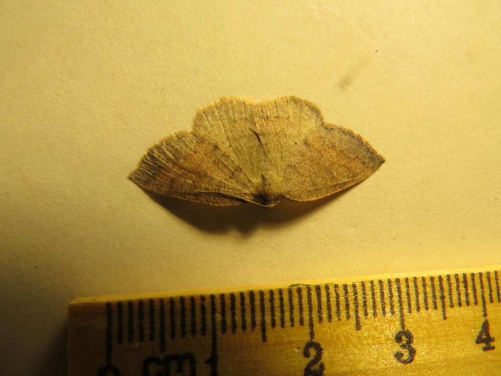 Drepanulatrix monicaria, California species