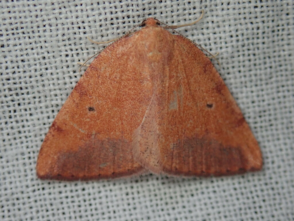 Drepanulatrix nevadaria, California species