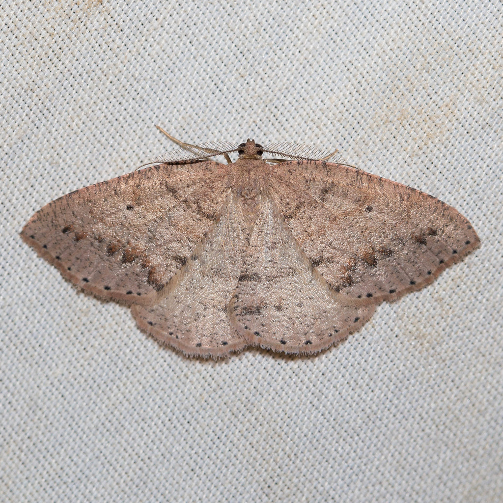 Drepanulatrix secundaria, California species