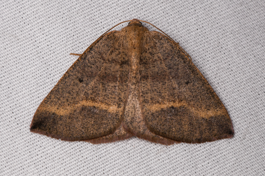 Drepanulatrix unicalcararia, California species