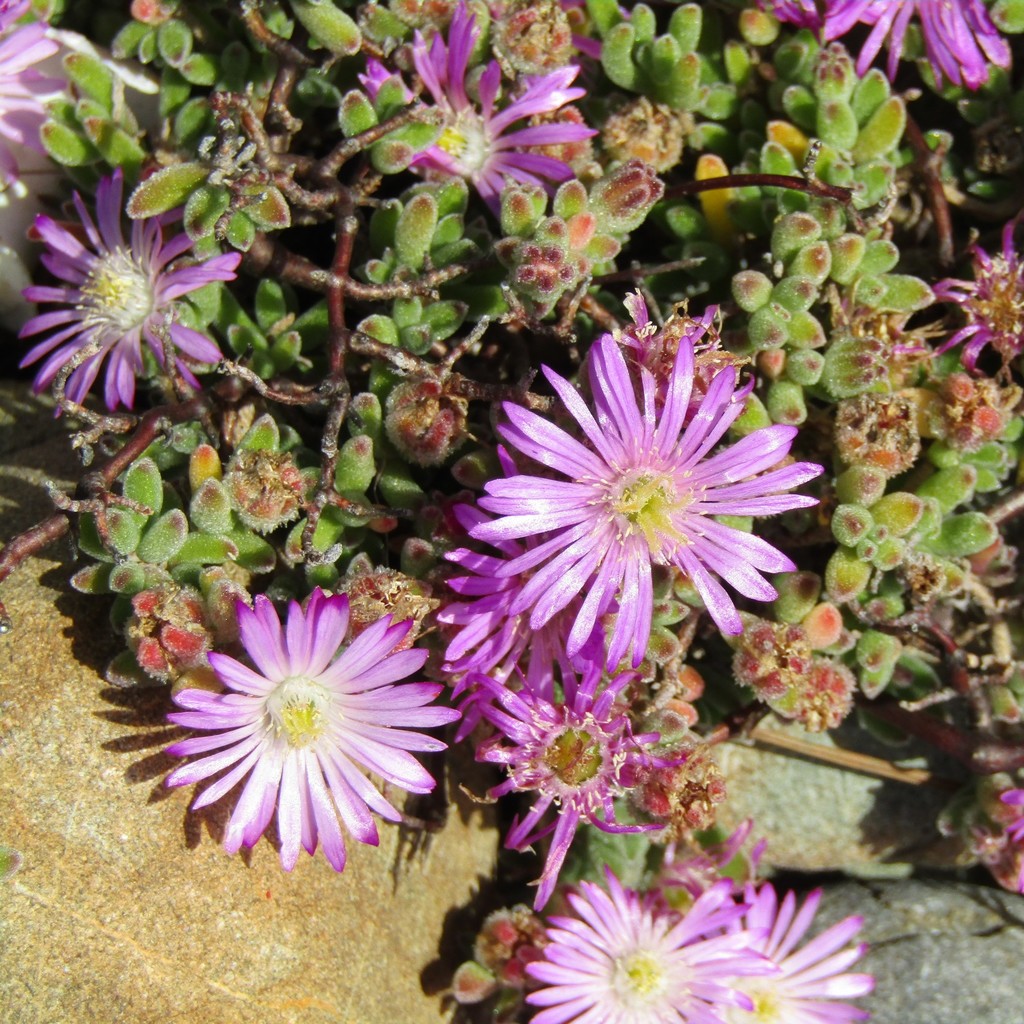 Drosanthemum floribundum (Ice plant), non-native California shrub