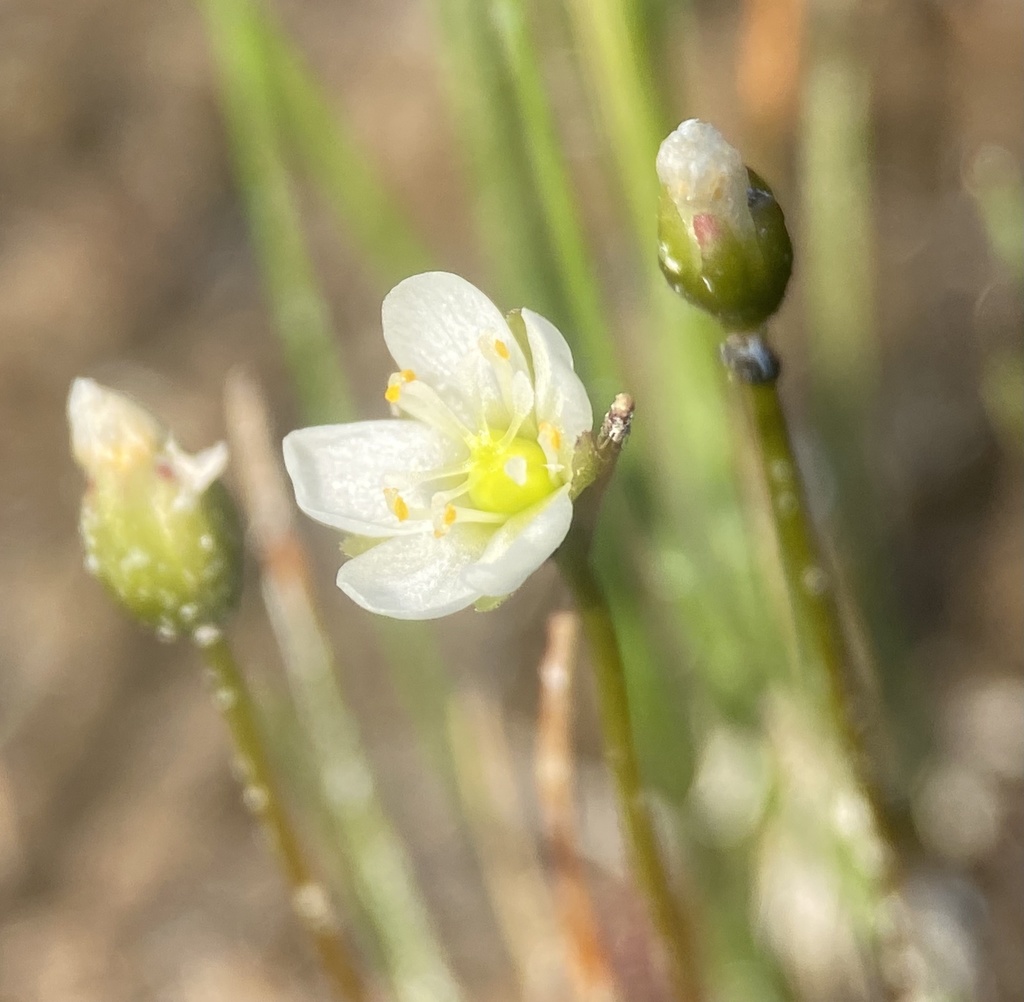 Drosera anglica (English sundew), native California herb
