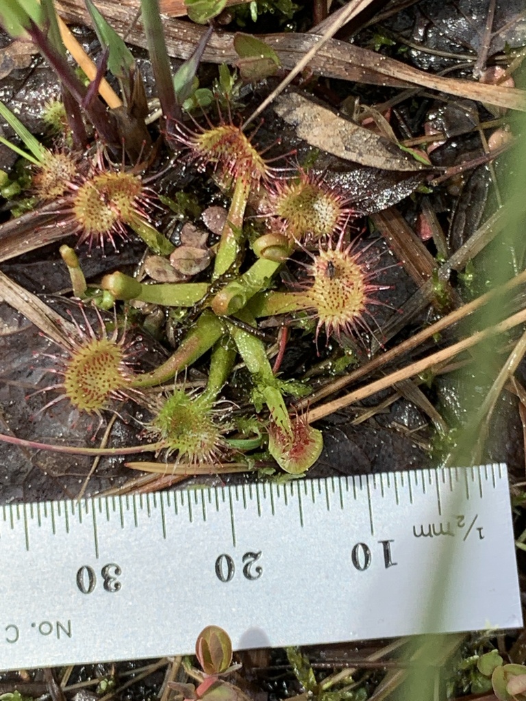 Drosera rotundifolia (Round-leaved sundew), native California herb