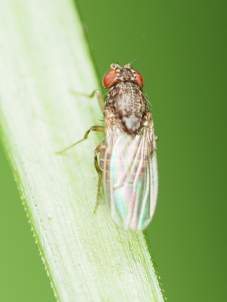 Drosophila hydei (Hydei Fruit Fly), California species