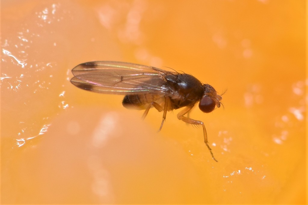 Drosophila suzukii (Spotted-winged Drosophila), California species