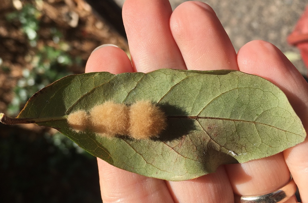 Druon quercuslanigerum (Wool-bearing Gall Wasp), California species