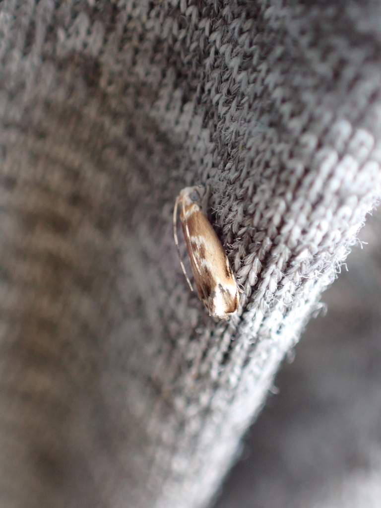 Dryadaula terpsichorella (Dancing Moth), California species