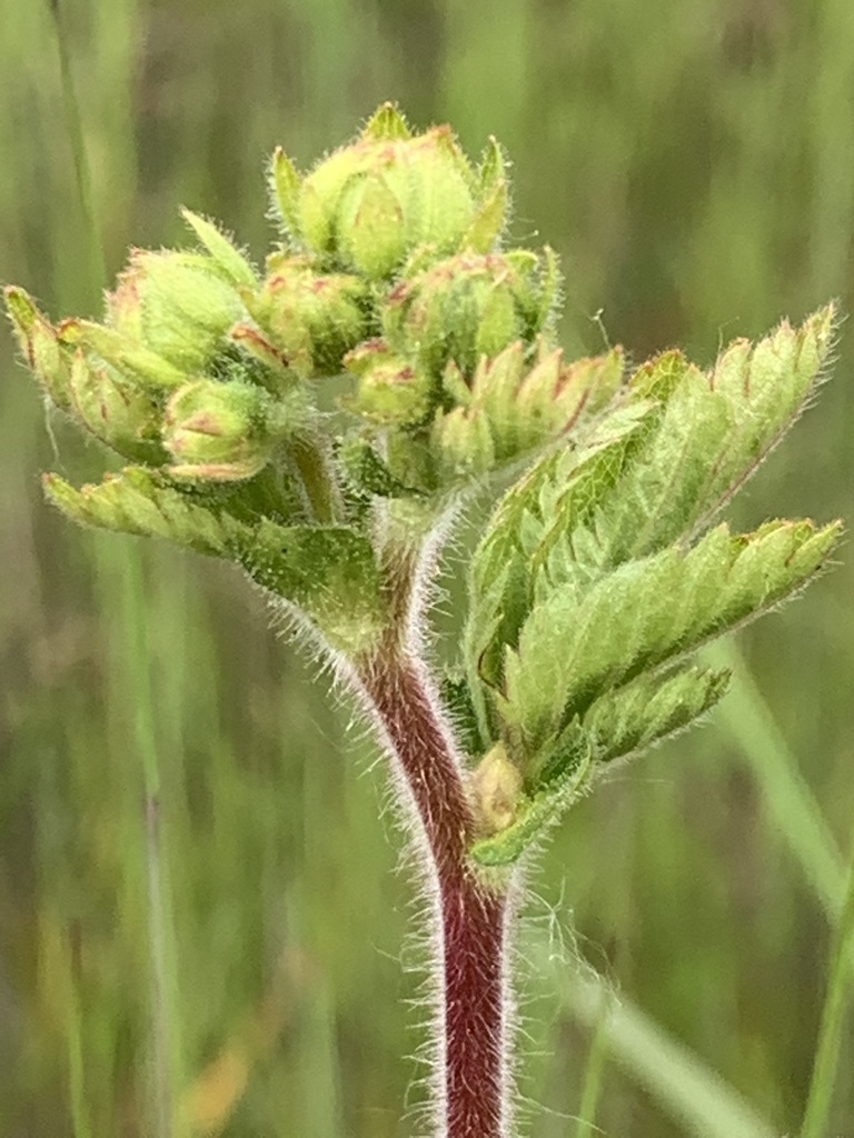 Drymocallis glandulosa var. viscida (Sticky cinquefoil), native California perennial