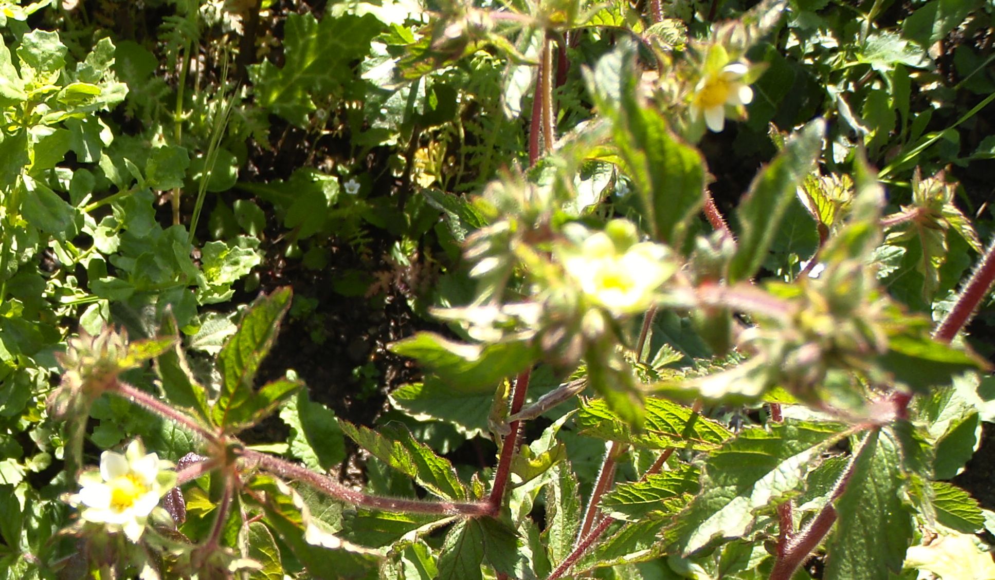 Drymocallis glandulosa (Sticky cinquefoil), native California perennial