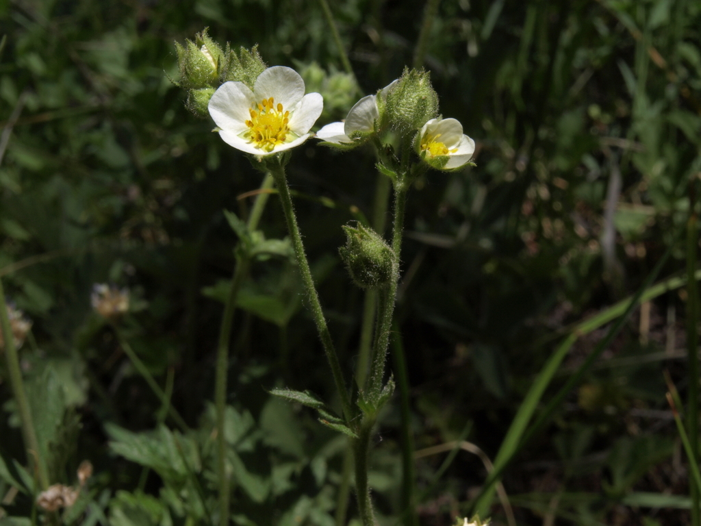 Drymocallis lactea var. austiniae (Austin's woodbeauty), native California subshrub