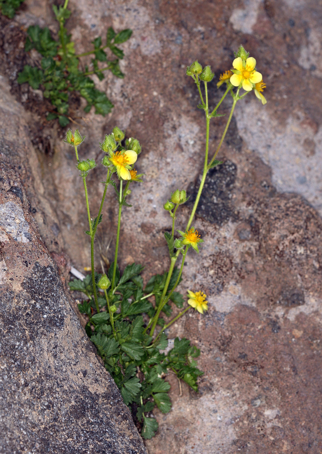 Drymocallis pseudorupestris — parent species of Drymocallis pseudorupestris var. crumiana