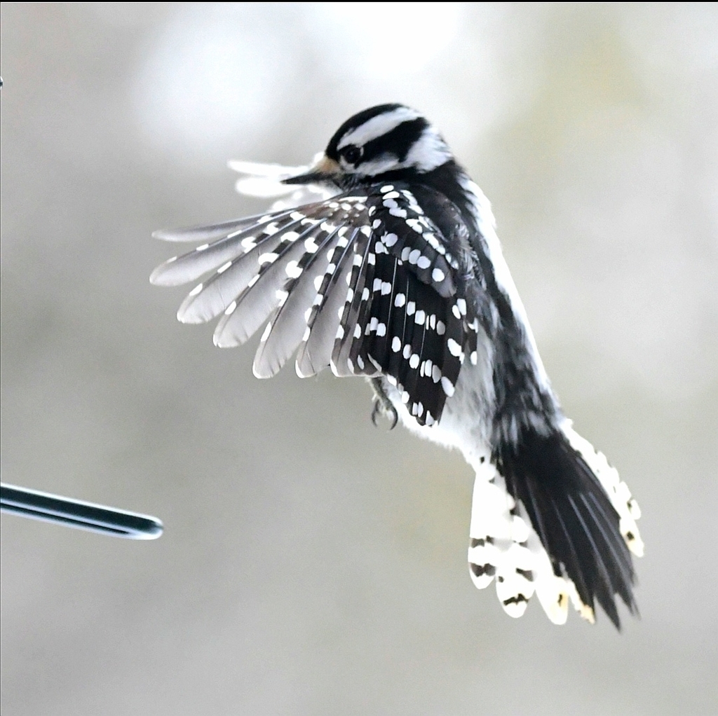 Dryobates villosus (Hairy Woodpecker), California species
