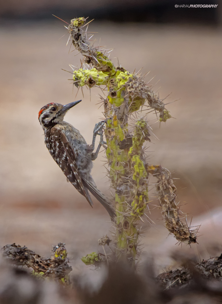 Dryobates scalaris (Ladder-backed Woodpecker), California species