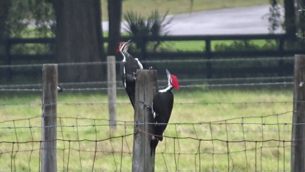 Dryocopus pileatus (Pileated Woodpecker), California species