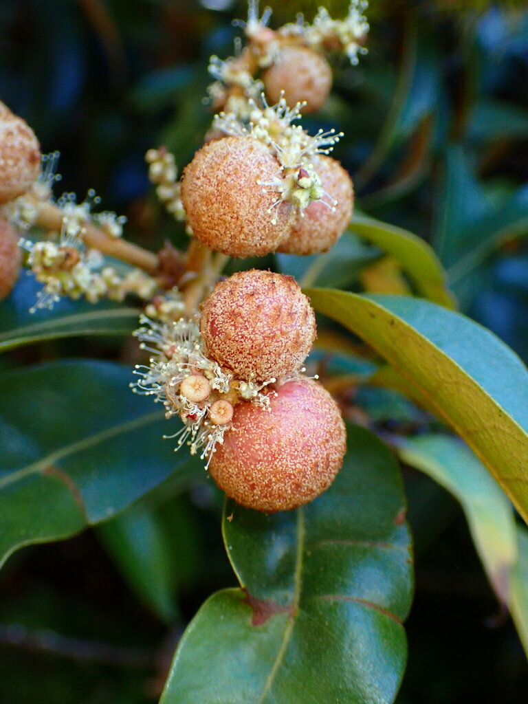 Dryocosmus castanopsidis (Chinquapin Flower Gall Wasp), California species