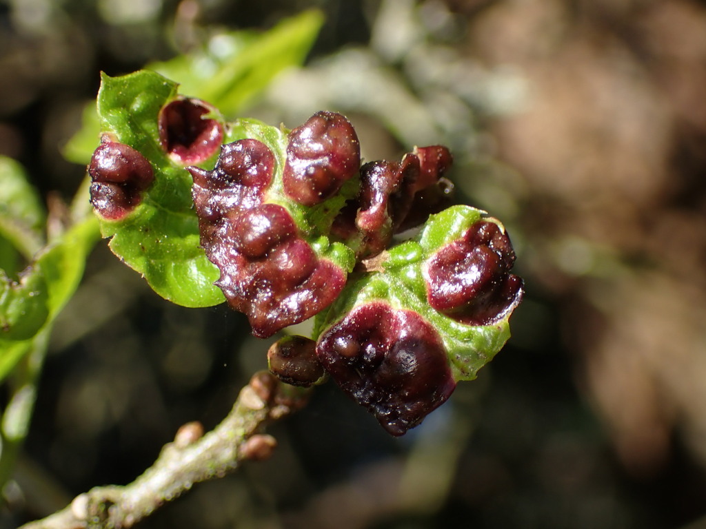 Dryocosmus dubiosus (Two-horned Gall Wasp), California species