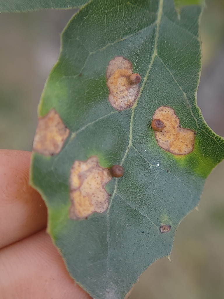 Dryocosmus minusculus (Pumpkin Gall Wasp), California species