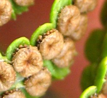 Dryopteris arguta (California wood fern), native California herb