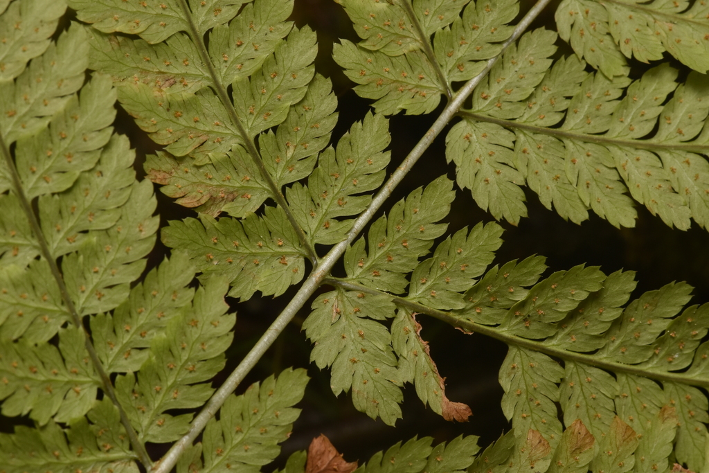 Dryopteris expansa (Common wood fern), native California herb