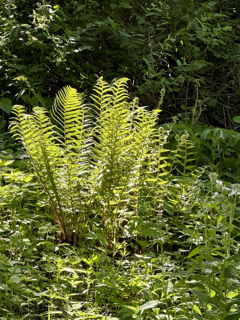 Dryopteris filix-mas (Male fern), native California herb