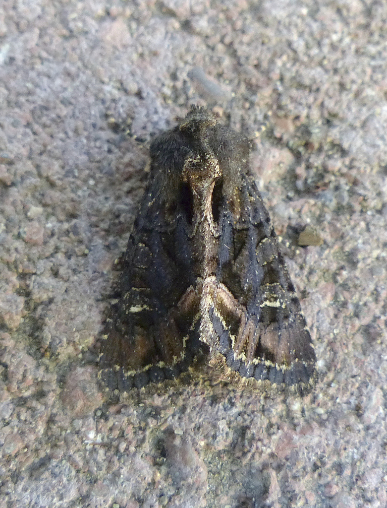Dryotype opina, California species
