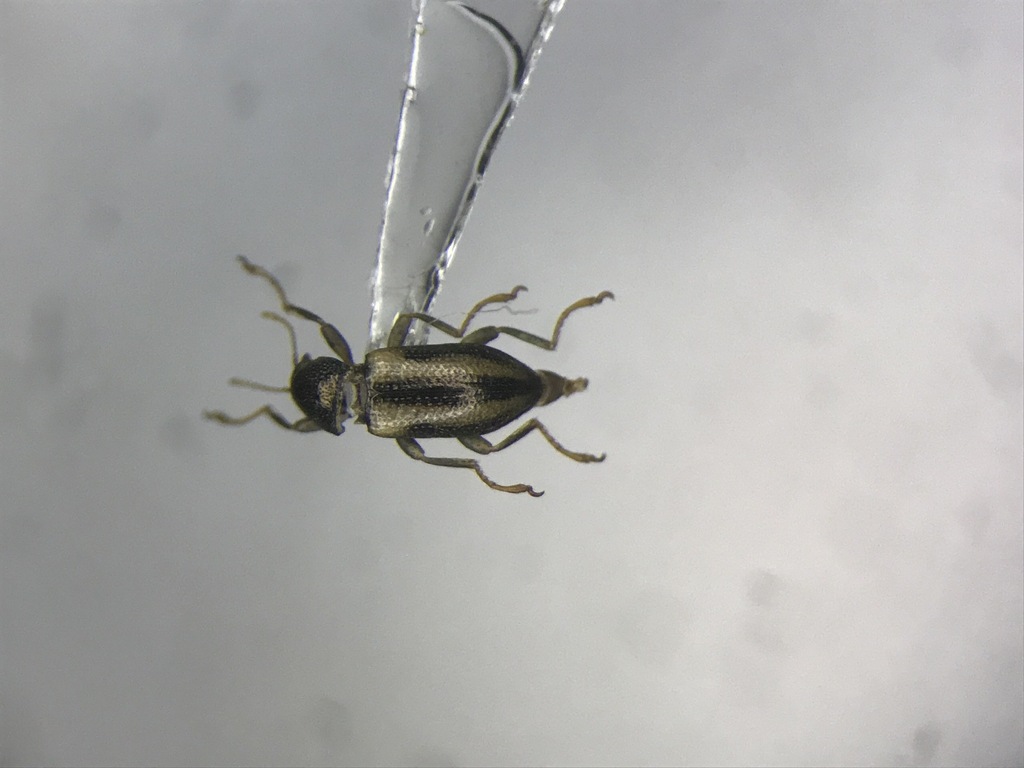Dubiraphia giulianii (Giuliani's Dubiraphian Riffle Beetle), California species