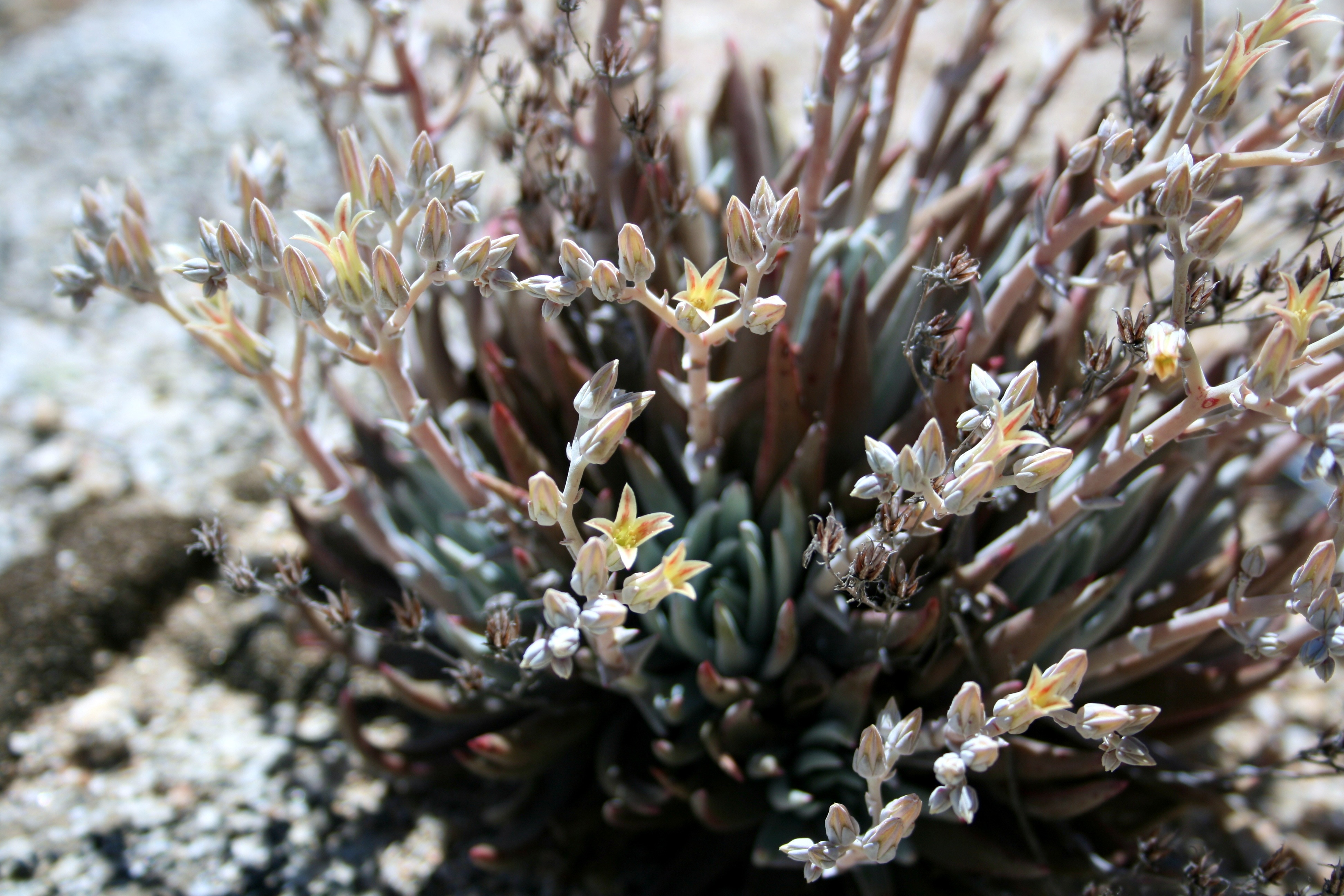 Dudleya abramsii — parent species of Dudleya abramsii subsp. setchellii