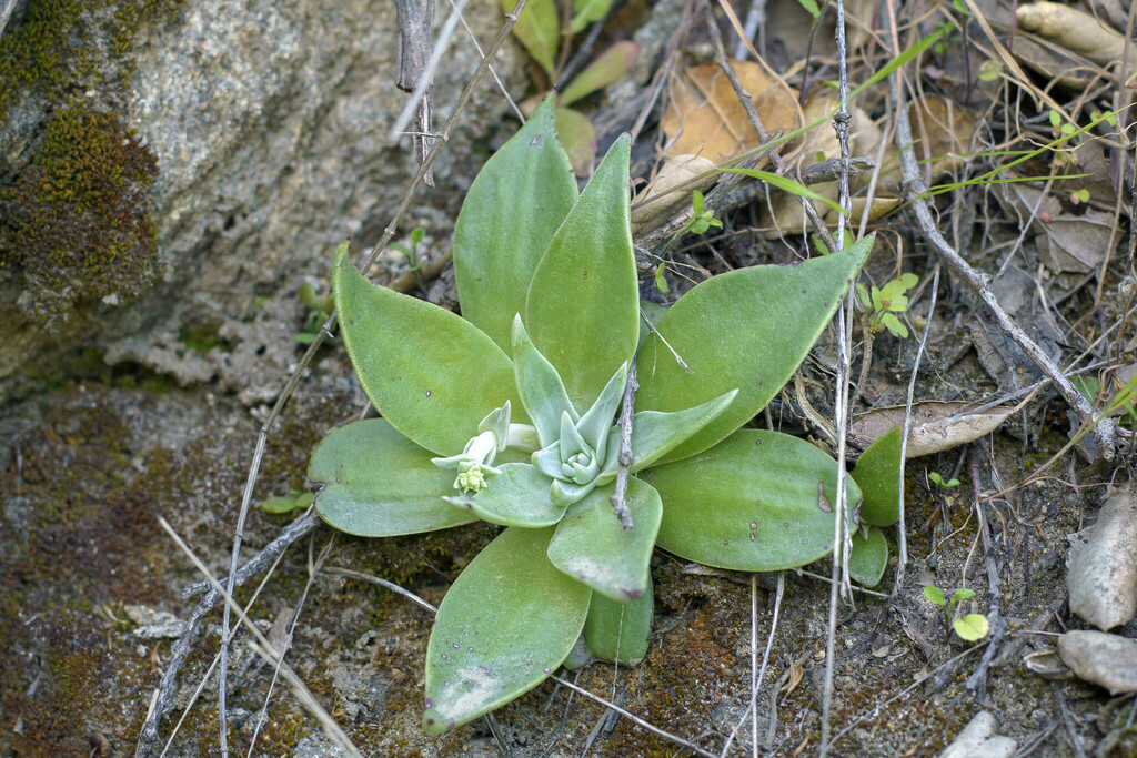 Dudleya alainae (Banner Dudleya), California species