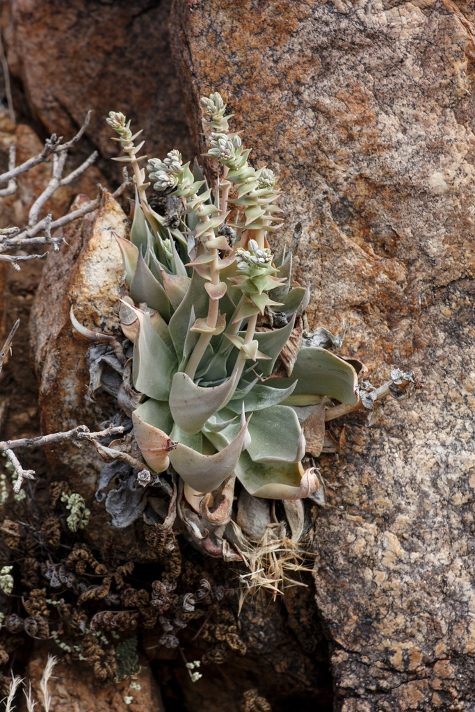 Dudleya arizonica (Arizona chalk dudleya), native California perennial